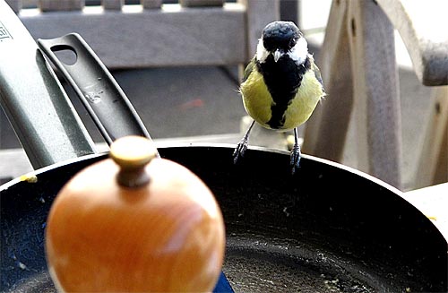 2010-08-31-vogel1.jpg