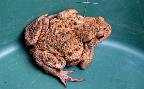 2010-09-08-frosch.jpg