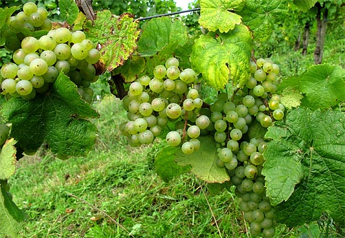 2010-09-12-riesling.jpg