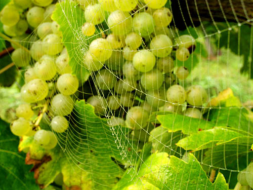 2010-09-21-spinnennetz.jpg