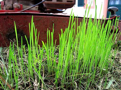 2010-09-27-gras.jpg