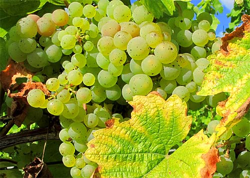 2010-09-27-riesling1.jpg