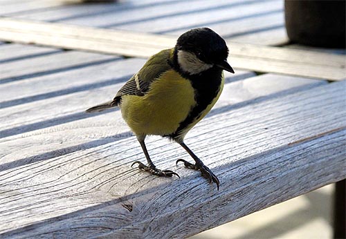 20100831-vogel.jpg