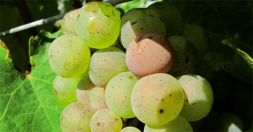 2010-10-04-riesling.jpg
