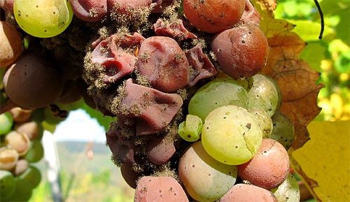 2010-10-10-botrytis1.jpg