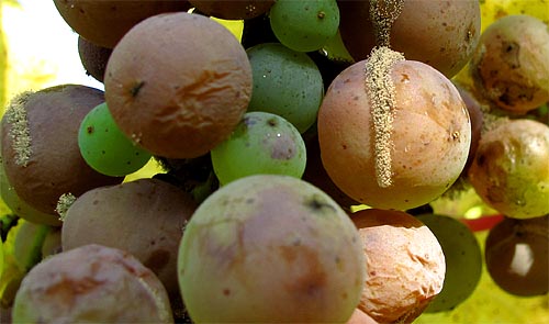 2010-10-10-botrytis2.jpg