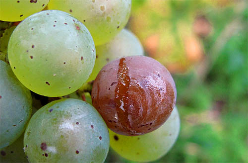 2010-10-10-botrytis3.jpg
