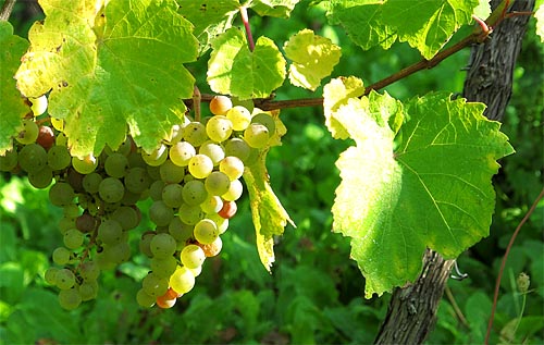2010-10-10-riesling.jpg