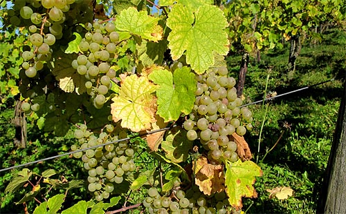 2010-10-12-riesling.jpg