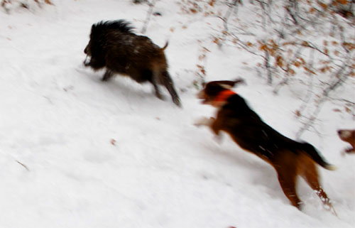 2010-12-10-hatz.jpg