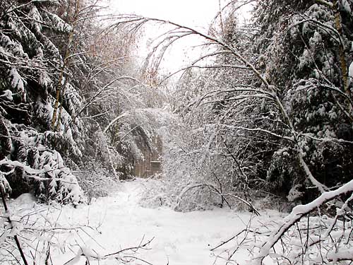 2010-12-10-winterwald.jpg