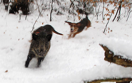 2010-12-26-wildschwein.jpg