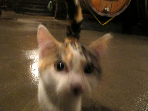 2011-01-10-katze.jpg