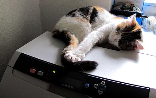 2011-02-14-katze.jpg