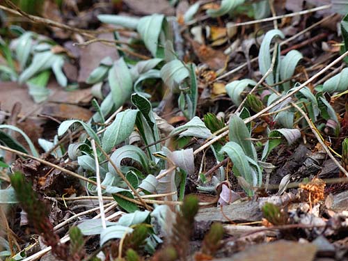 2011-05-01-vertrocknet.jpg