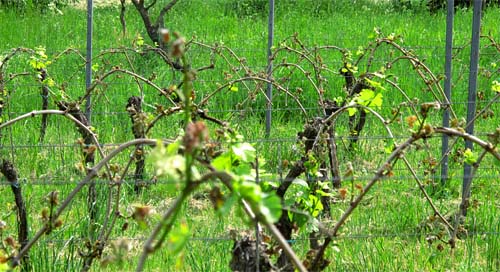 2011-05-04-frost.jpg