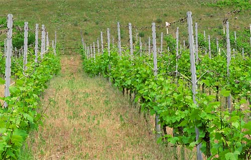 2011-05-11-gelb.jpg
