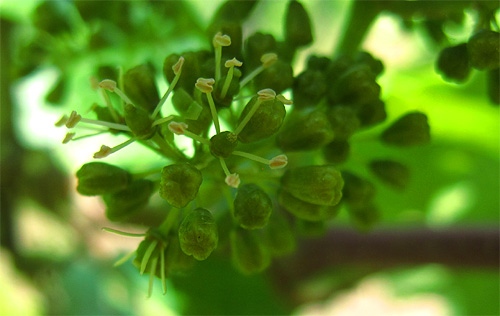 2011-05-23-blute.jpg