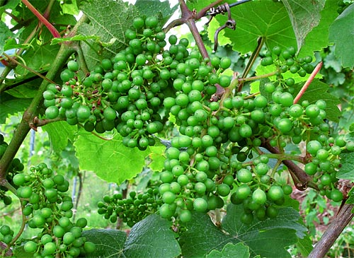 2011-06-29-riesling.jpg