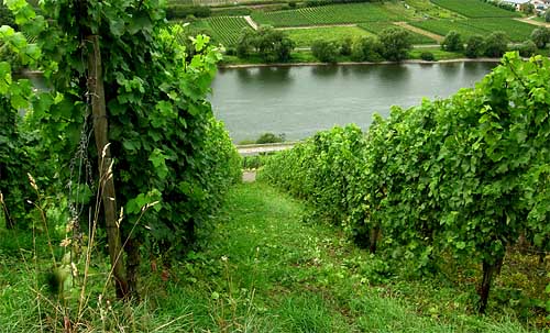 2010-08-10-nach-laubschnitt.jpg