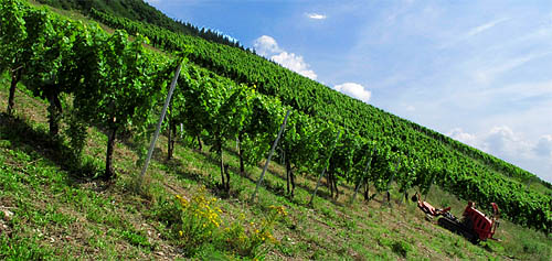 2011-07-03-hahn1.jpg