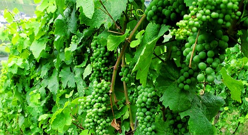 2011-07-30-riesling1.jpg