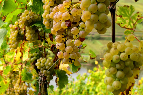 2011-10-08 Riesling