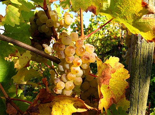 2011-10-14 Riesling