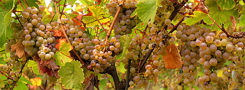 2011-10-17 Riesling Pur
