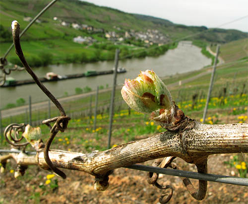 2012-04-31 Austrieb