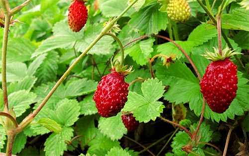 2012-06-16 Erdbeeren