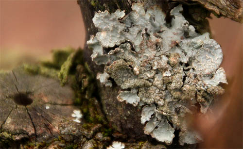 2012-02-20 Flechte3