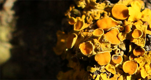 2013-02-20 Flechte1
