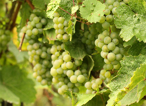 2013-09-18 Riesling