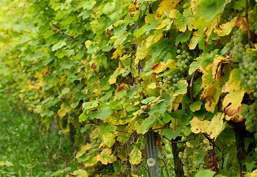 2013-10-09 Laub