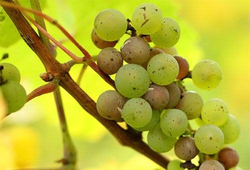 2013-10-19 Riesling