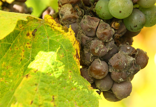 2013-10-24 Botrytis