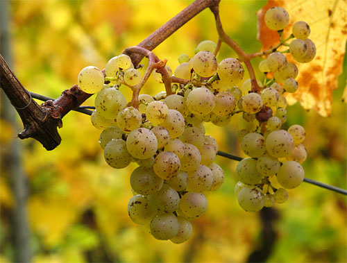 2013-10-24 Riesling