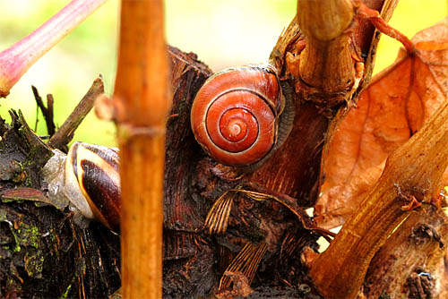 2013-10-24 Schnecke