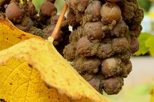 2013-10-26 Botrytis3