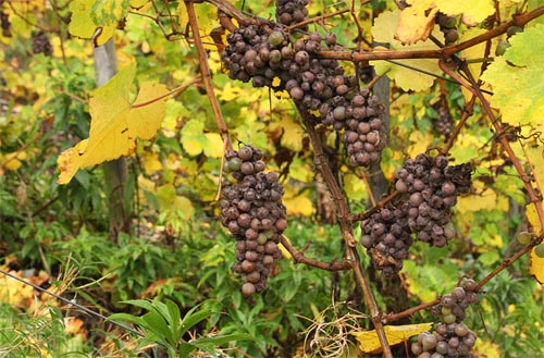 2013-10-28 Botrytis