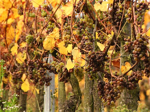 2013-10-28 Schwarzriesling
