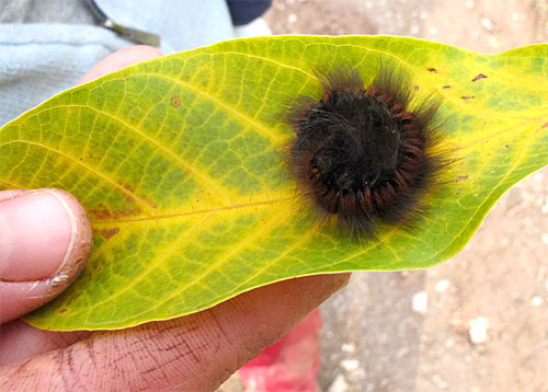 2013-10-24 Raupe