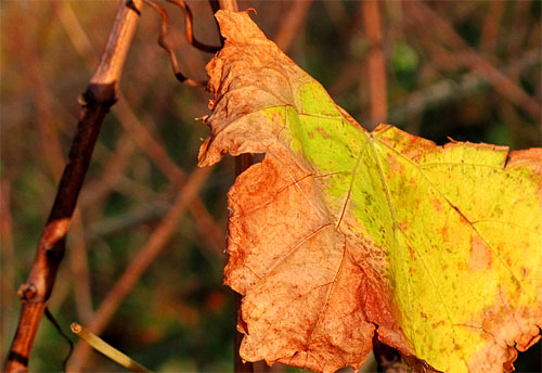 2013-11-22 Blatt
