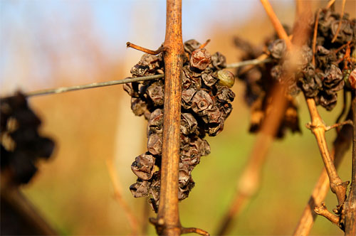 2013-12-03 Riesling1