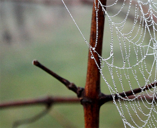 2014-02-24 Spinnennetz