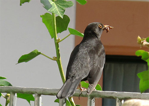 2014-04-06 Amsel