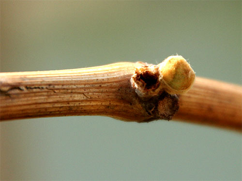 2014-04-22 Rhombenspanner