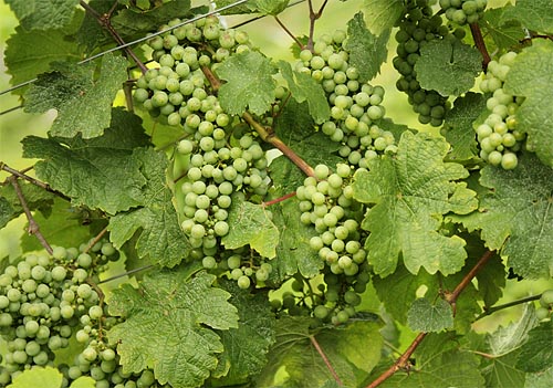 2014-08-16 Riesling