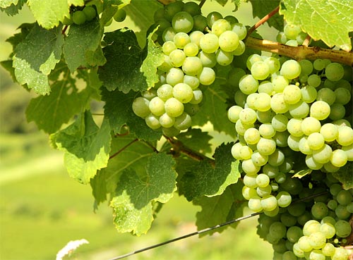 2014-08-27 Riesling